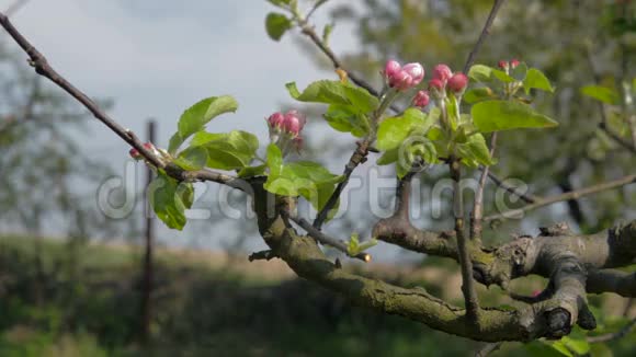 盛开的苹果树果园春天的特写视频的预览图