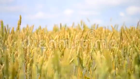 一片美丽的小麦正在卷进视频的预览图