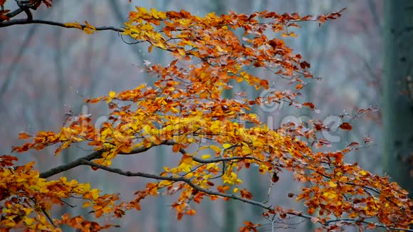 秋天的树失去了叶子视频的预览图