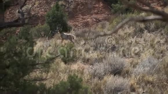 鹿在拱门国家公园散步视频的预览图