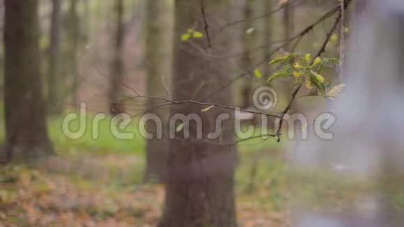 带花的生态森林婚礼灯视频的预览图