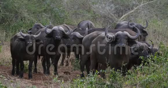 非洲水牛切角牧群站在大草原肯尼亚的察沃公园实时视频的预览图