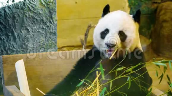 有趣的熊猫吃竹子视频的预览图