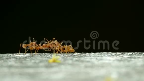 织工蚂蚁团队合作视频的预览图