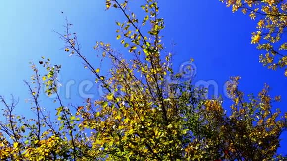 神奇的树冠旋转和晴朗的十月天的蓝天视频的预览图