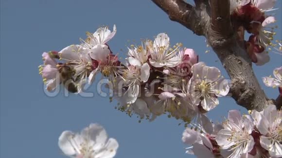 蜜蜂是从杏花中吸出的花蜜视频的预览图