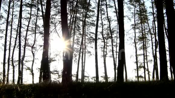 阳光透过树枝照射在树上视频的预览图