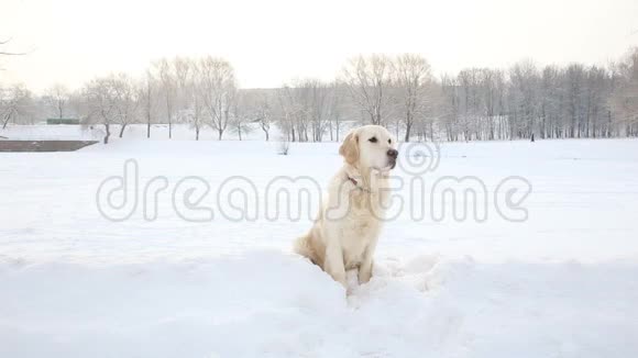 雪地公园冬季金毛猎犬的画像视频的预览图