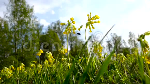 黄色的草甸花在风中摇摆草地上有很多黄色的花夏日的傍晚视频的预览图