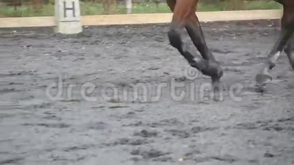 马脚在泥上奔跑在潮湿泥泞的地面上慢跑的种马腿的特写紧紧抓住爪子视频的预览图