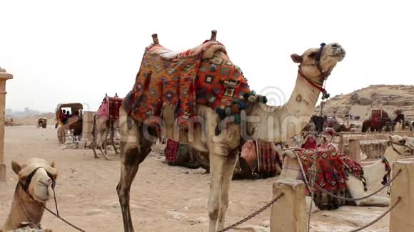 一群骆驼在休息吉萨埃及视频的预览图