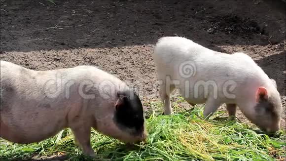 小猪吃草茶杯猪视频的预览图