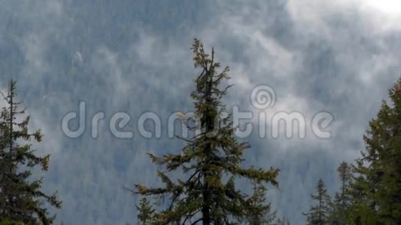 山的美丽景观松树和流云背景上视频的预览图