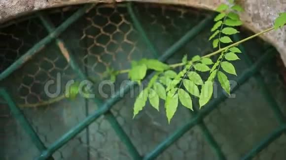 黑山的性质植物花树亚得里亚视频的预览图