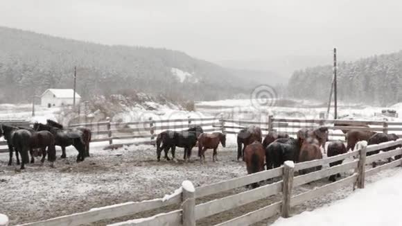 冬天农场里的马视频的预览图