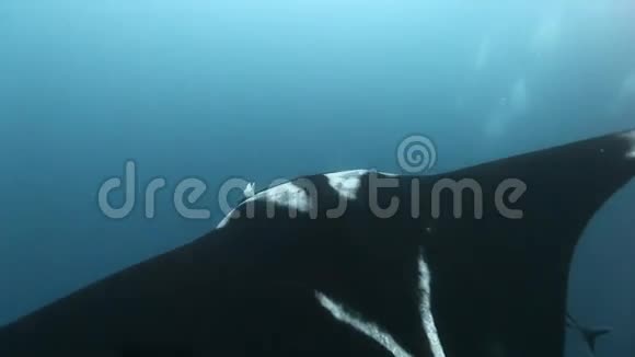 美丽的图片曼塔射线生物霜在海洋视频的预览图