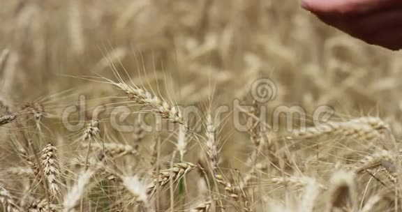 小农手在4kx28的阳光下缓慢地触摸麦穗视频的预览图