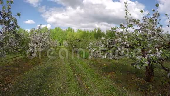 苹果树盛开的田野时间流逝4K视频的预览图
