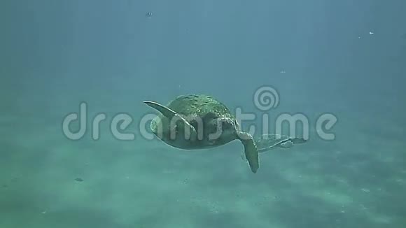 绿海龟在蓝色的水下游泳视频的预览图