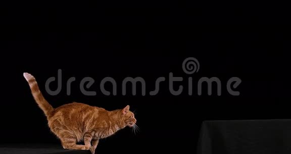 红斑纹家猫成年后在黑色背景下跳跃视频的预览图