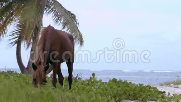 铁蹄马在岸边吃草视频的预览图