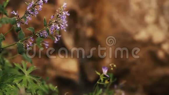 山瀑布背景藏红花视频的预览图