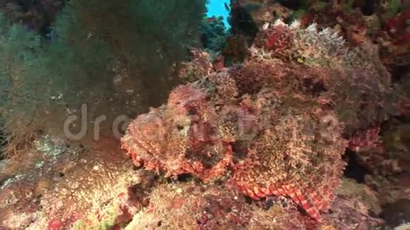 红海水下景观珊瑚中危险的有毒石鱼视频的预览图