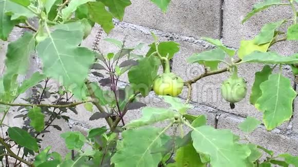 植物上的黄铜或茄子Solanumlaciniatum视频的预览图