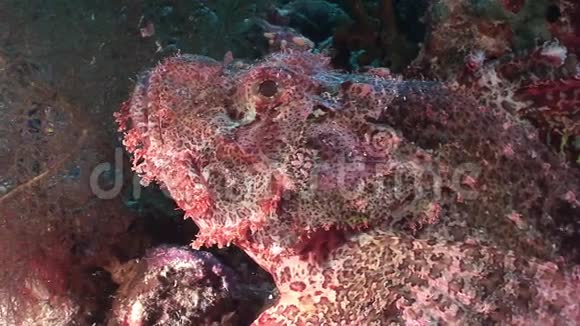 红海水下景观珊瑚中危险的有毒石鱼视频的预览图