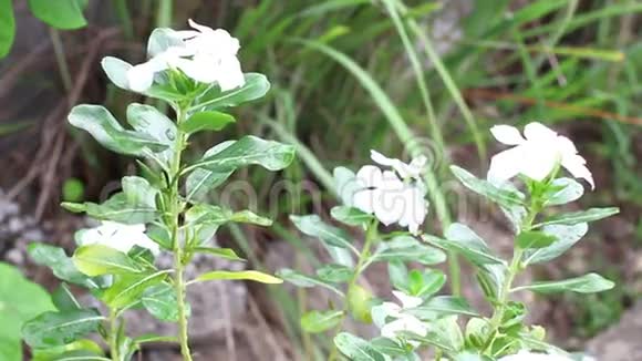 白色长春花CatharanthusroseusLGDon杏科视频的预览图