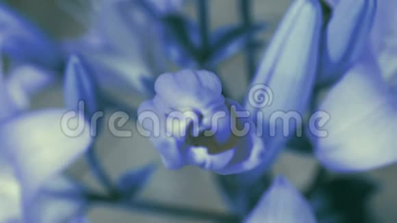 蓝色百合花盛开开它的花史诗般的时间流逝奇妙的大自然未来世界视频的预览图