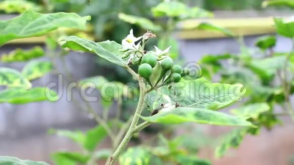 土耳其浆果Solanumtorvum草药治疗多动症感冒和咳嗽粉刺皮肤病和麻风病视频的预览图