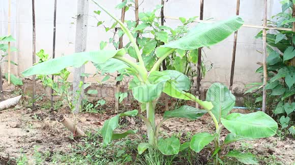 种植园里生长的一串绿色香蕉Musaacuminata视频的预览图