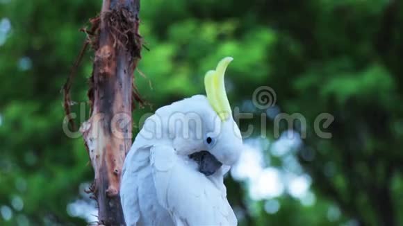 伞形凤头鹦鹉在清洗羽毛视频的预览图