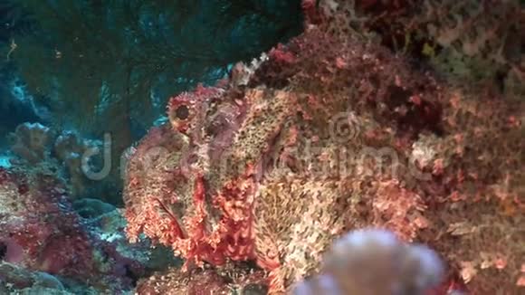 危险的有毒石鱼背景水下景观在红海视频的预览图