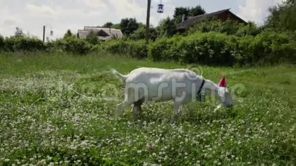 戴着红帽子脖子上戴着绿蝴蝶的滑稽山羊在田野里吃草视频的预览图