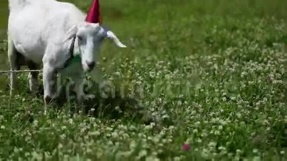 戴着红帽子脖子上戴着绿蝴蝶的滑稽山羊在田野里吃草视频的预览图
