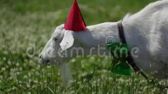 戴着红帽子的滑稽山羊和脖子上的绿蝴蝶在吃草视频的预览图