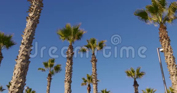 蓝天阳光棕榈顶4k西班牙巴塞罗那海滩视频的预览图