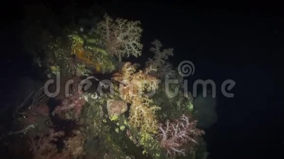 在暗礁的夜晚一盏灯照着柔软的珊瑚视频的预览图