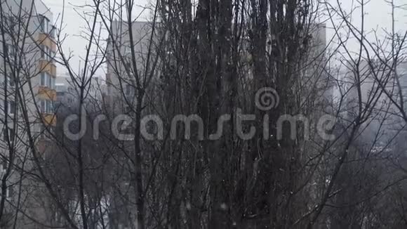 冬日落雪裸树视频的预览图