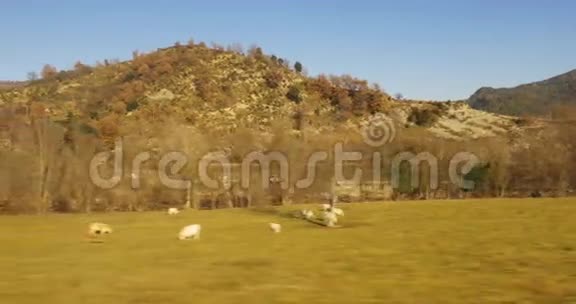 西班牙自然日光农场动物火车窗口视频的预览图