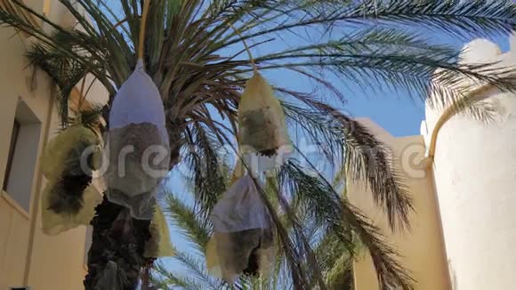 突尼斯枣棕榈种植视频的预览图