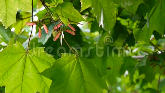 风中带种子的枫树枝槭属植物高清视频镜头拍摄静态摄像机视频的预览图