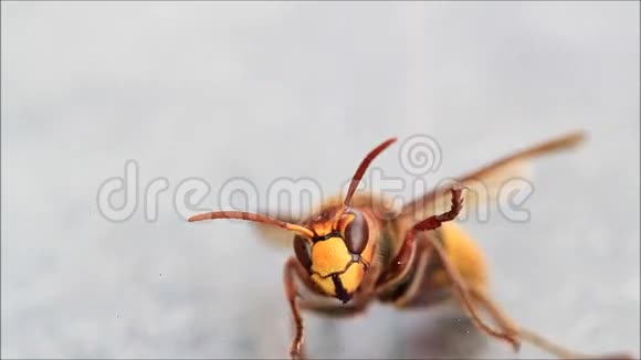 大黄蜂孤立宏视频的预览图
