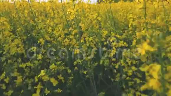 盛开的黄色油菜花田蓝天万里视频的预览图