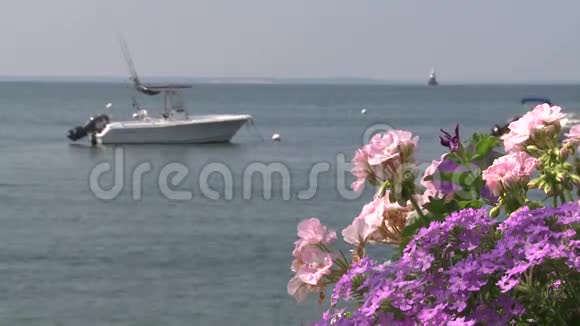 俯瞰海湾的灿烂花朵视频的预览图