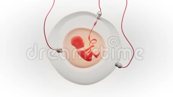 人工妊娠囊胎头发育视频的预览图