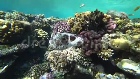 在红海里潜水把河豚放在五颜六色的珊瑚礁上视频的预览图