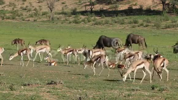 喂养春羚羚羊和角羚视频的预览图